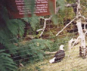 Eagle